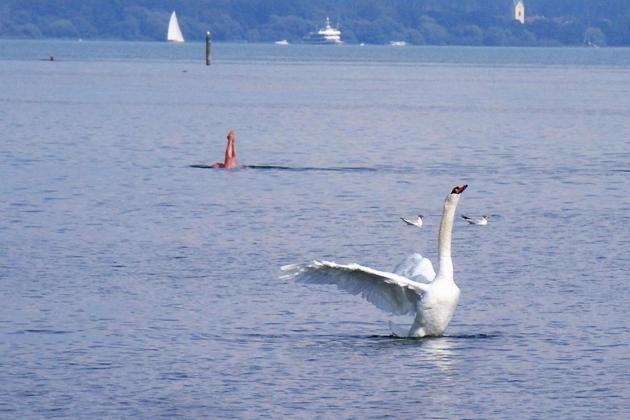 Gaestehaus Zum Landesteg Immenstaad am Bodensee Buitenkant foto