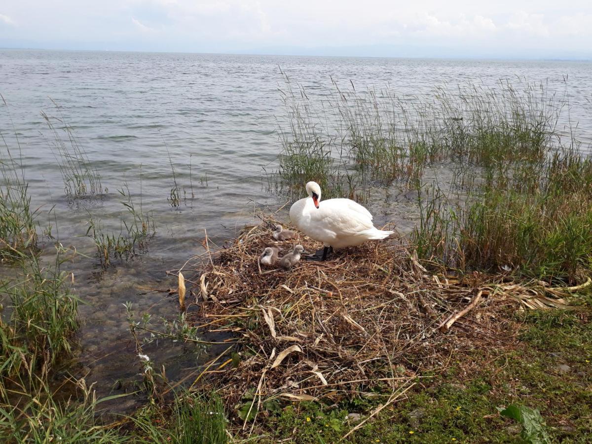 Gaestehaus Zum Landesteg Immenstaad am Bodensee Buitenkant foto